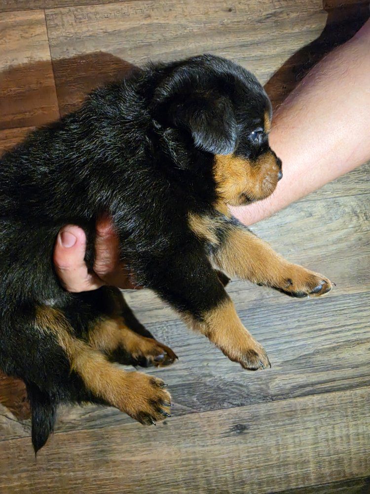 #1 Rated AKC German Rottweiler Puppies