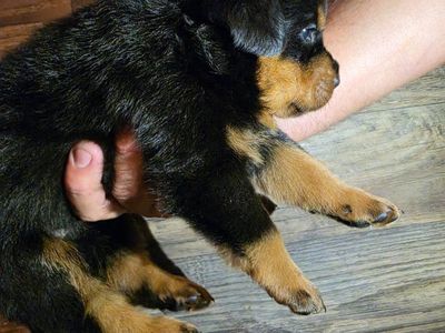#1 Rated AKC German Rottweiler Puppies