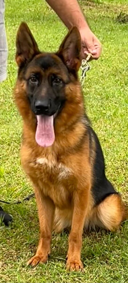 German shepherd Female Import for sale