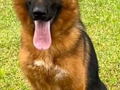 German shepherd Female Import for sale