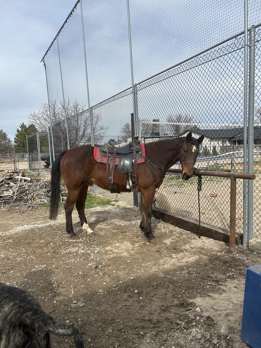 Ranch bred kids horse