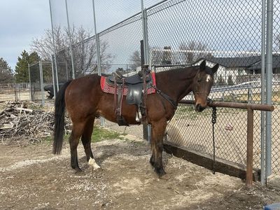 Ranch bred kids horse