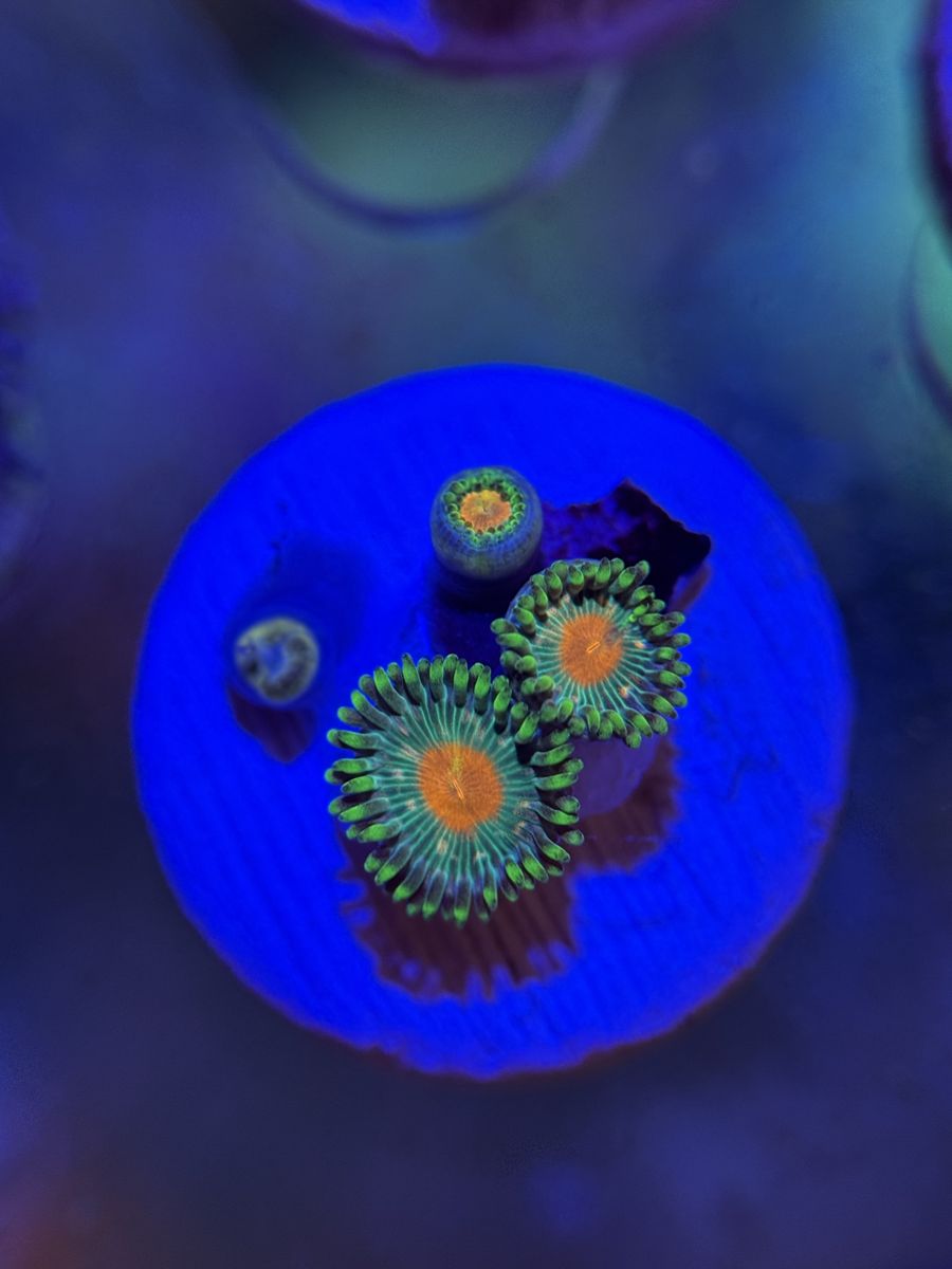 Main image 8
