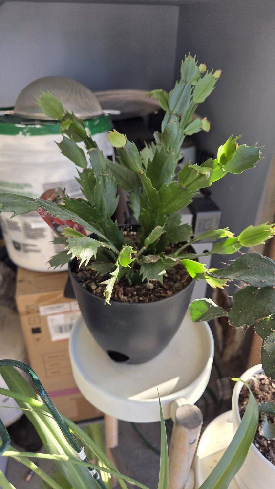 Various plants 
Small plants - 5$
Medium - 10$
Large - 20$