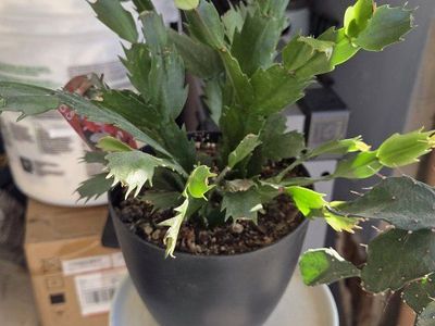 Various plants
Small plants - 5$
Medium - 10$
Large - 20$