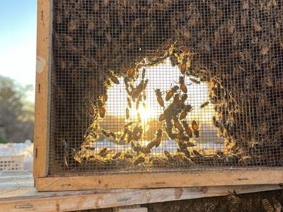 Spring 2026 honeybees for sale ||| Honeybee Packages and Nucs For Sale ||| bees, honeybees, beekeeping, hives, beehive, beehives