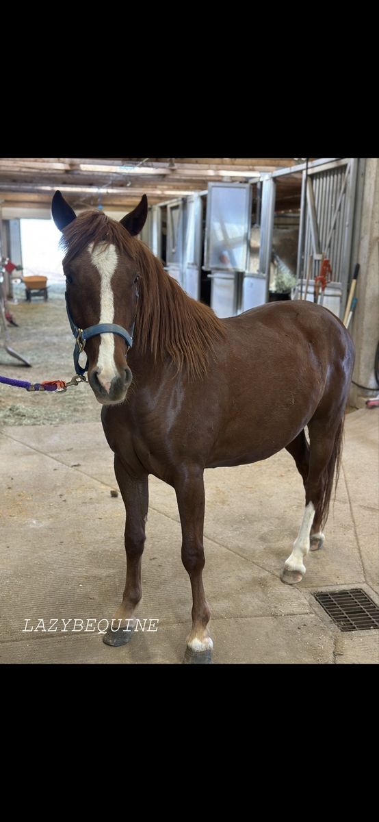 Adopt a Horse Through Lazy B Equine Rescue