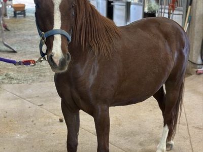 Adopt a Horse Through Lazy B Equine Rescue