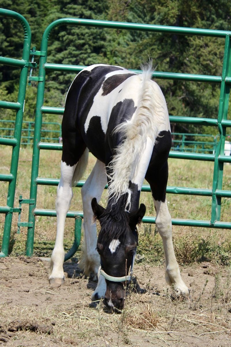 Gypsian filly! Weaned and ready to go! 