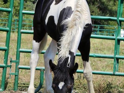 Gypsian filly! Weaned and ready to go!