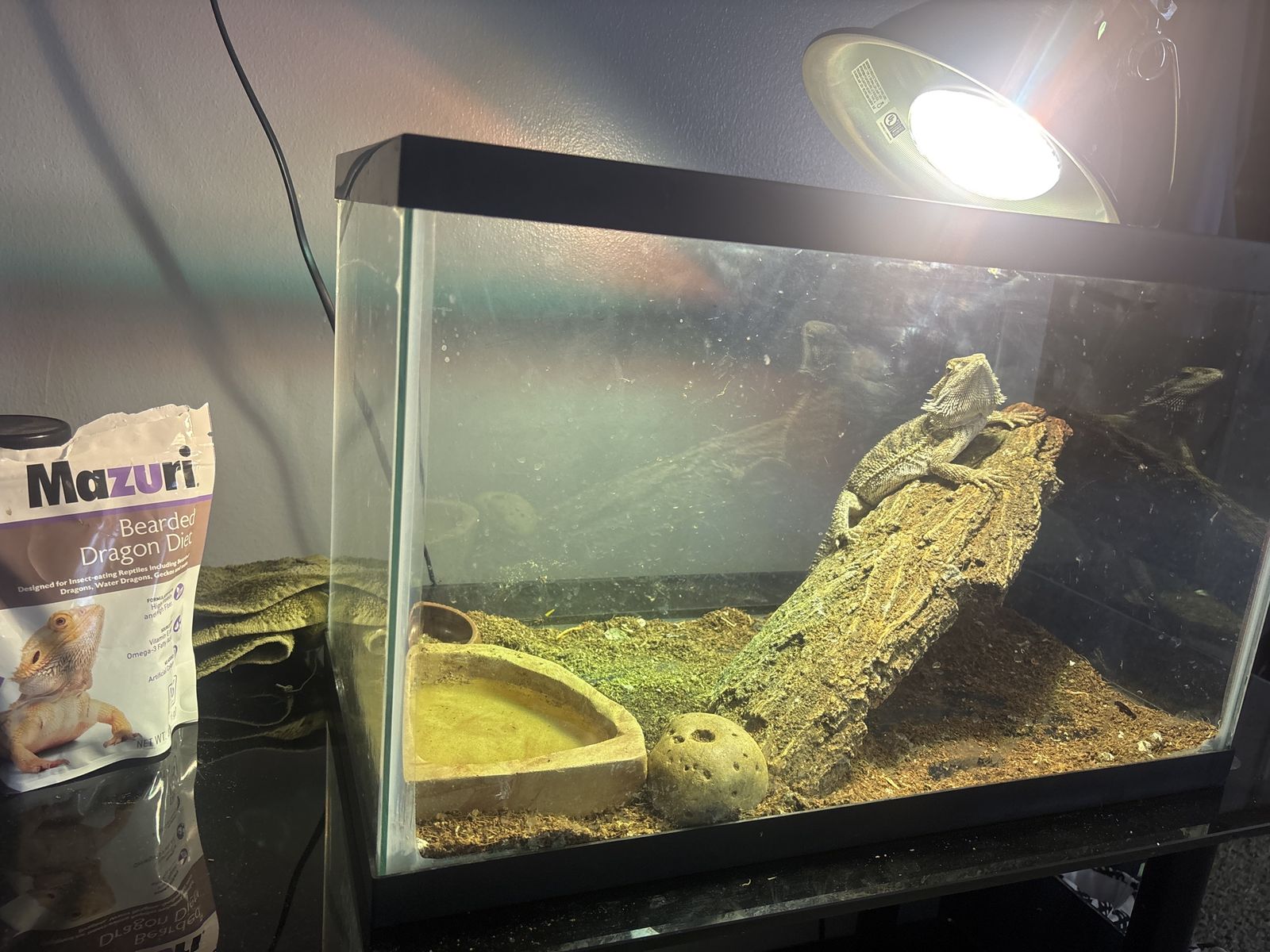 Bearded dragon