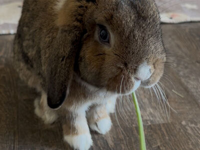 Holland lop