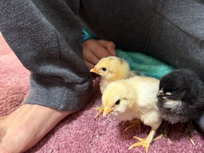 Chicks