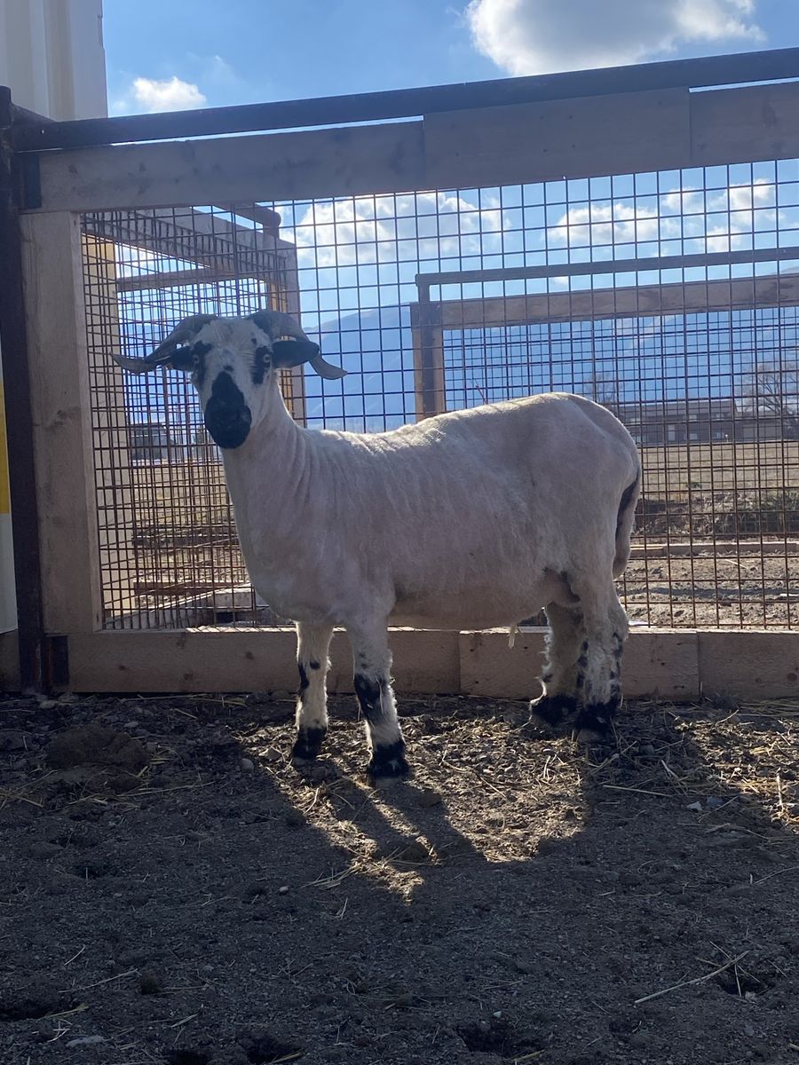 F1 registered valais ewe