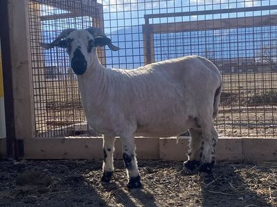 F1 registered valais ewe