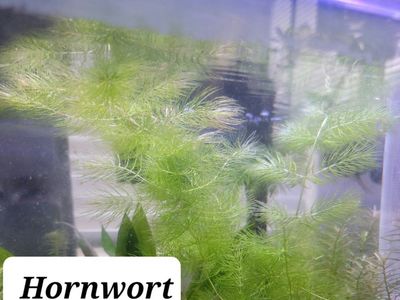 Hornwort Live Aquarium Plant