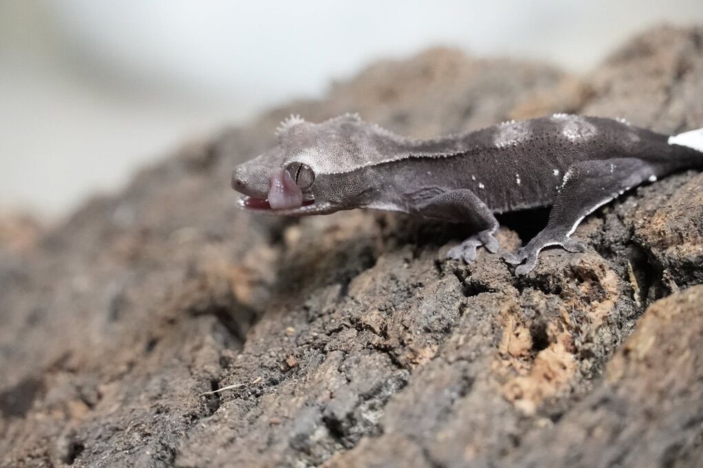 Axanthic Crested Gecko