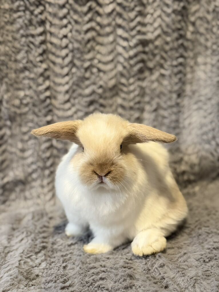 Purebred Holland Lop Doe