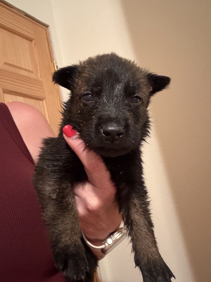 AKC Belgian Malinois puppies