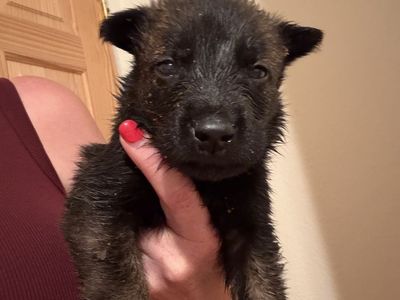 AKC Belgian Malinois puppies