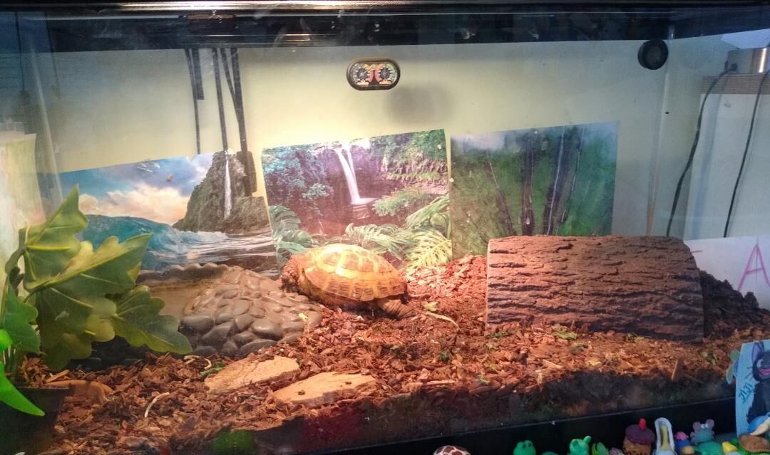 40 Gallon tank/Lamp fixture