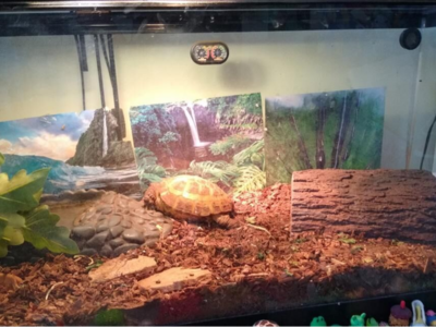 40 Gallon tank/Lamp fixture