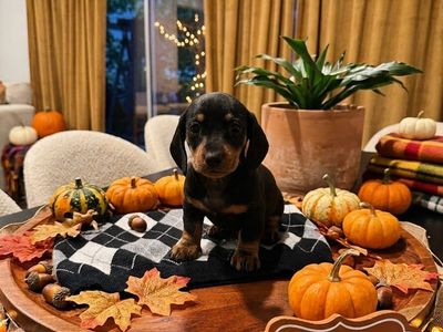 Pure breed Mini dachshund