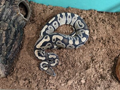 Ball Python