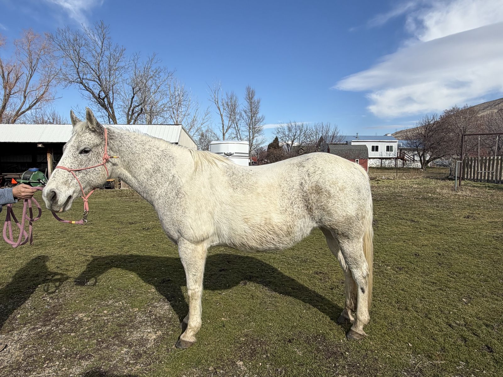 4-H Horse - 15 year old Mare