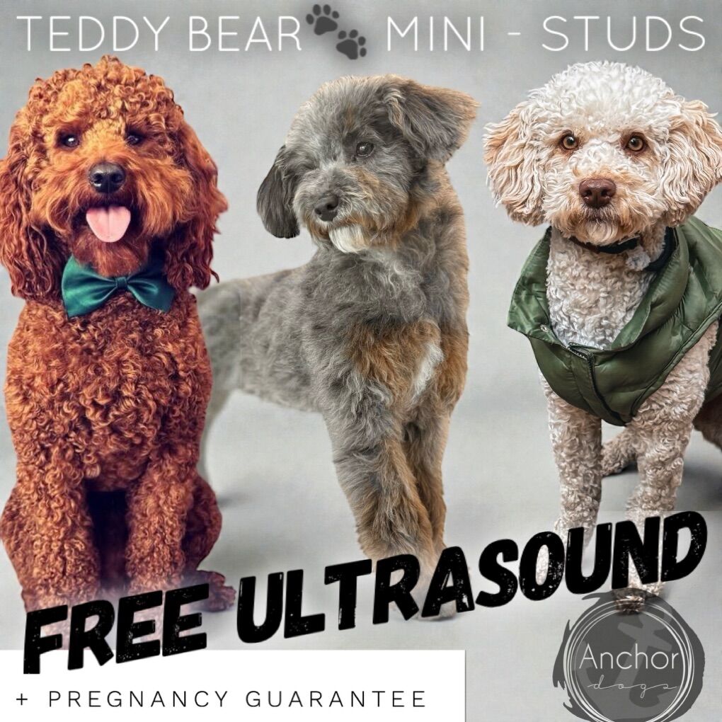 Teddy Bear 🧸AKC Mini Poodle Studs