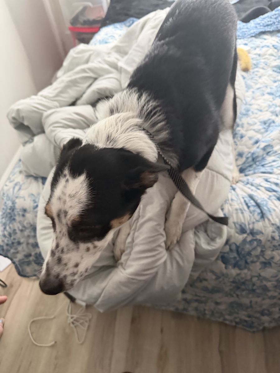 Heeler border collie