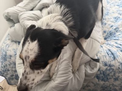 Heeler border collie