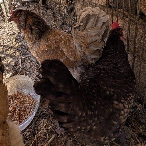 Very prolific young laying chickens