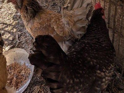 Very prolific young laying chickens