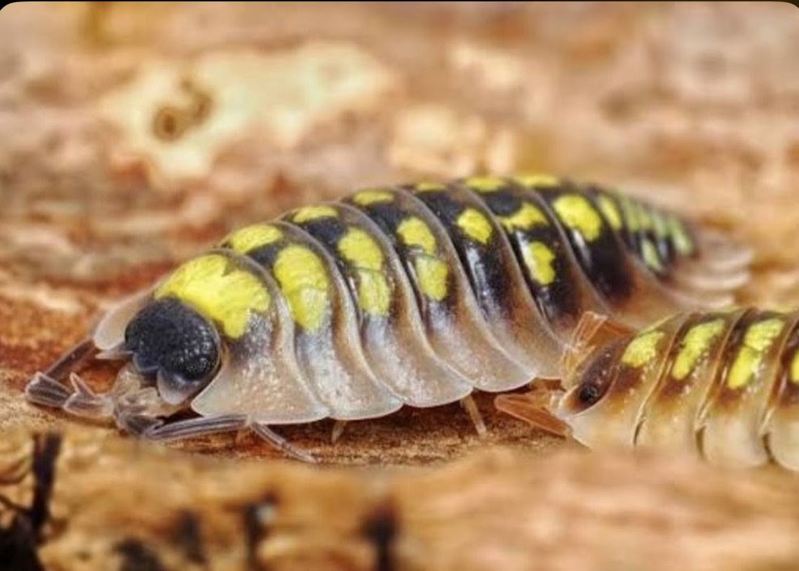 High Yellow Isopod - Rare Pet Invertebrate