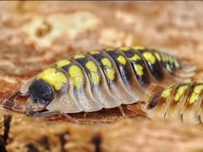 High Yellow Isopod - Rare Pet Invertebrate