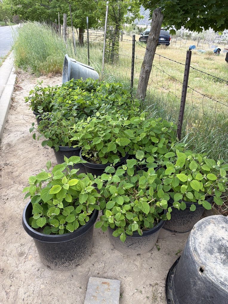 Plants Hydrangea