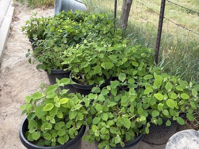 Plants Hydrangea