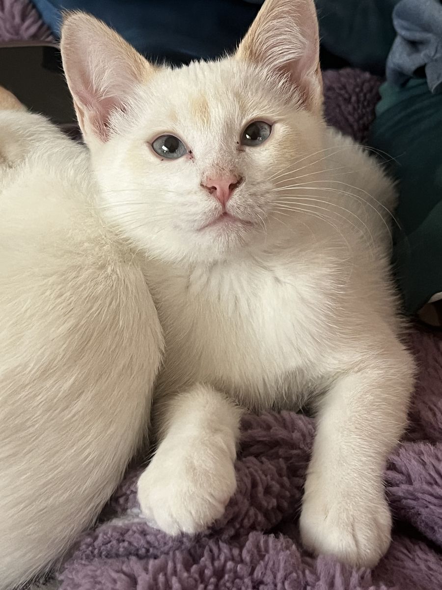Russian Blue Mix Kitten Considered Hypoallergenic!