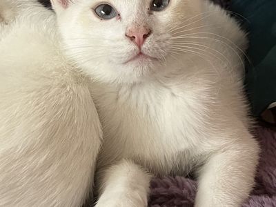 Russian Blue Mix Kitten Considered Hypoallergenic!