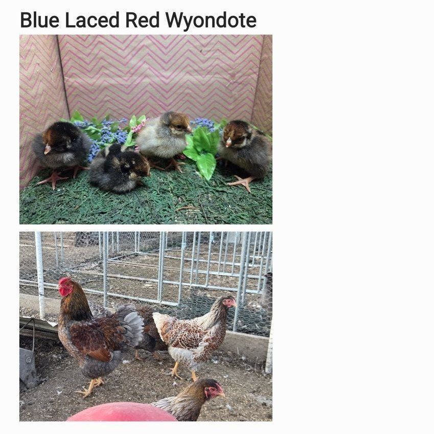 Blue Laced Red Wyondote