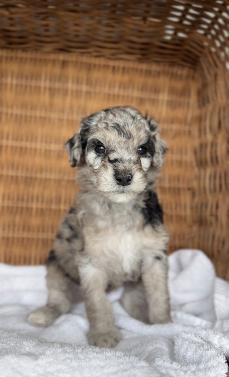 Mini Aussiedoodles