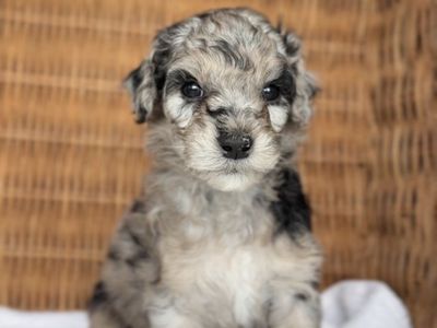 Mini Aussiedoodles