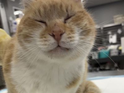 Hello my name is Collin