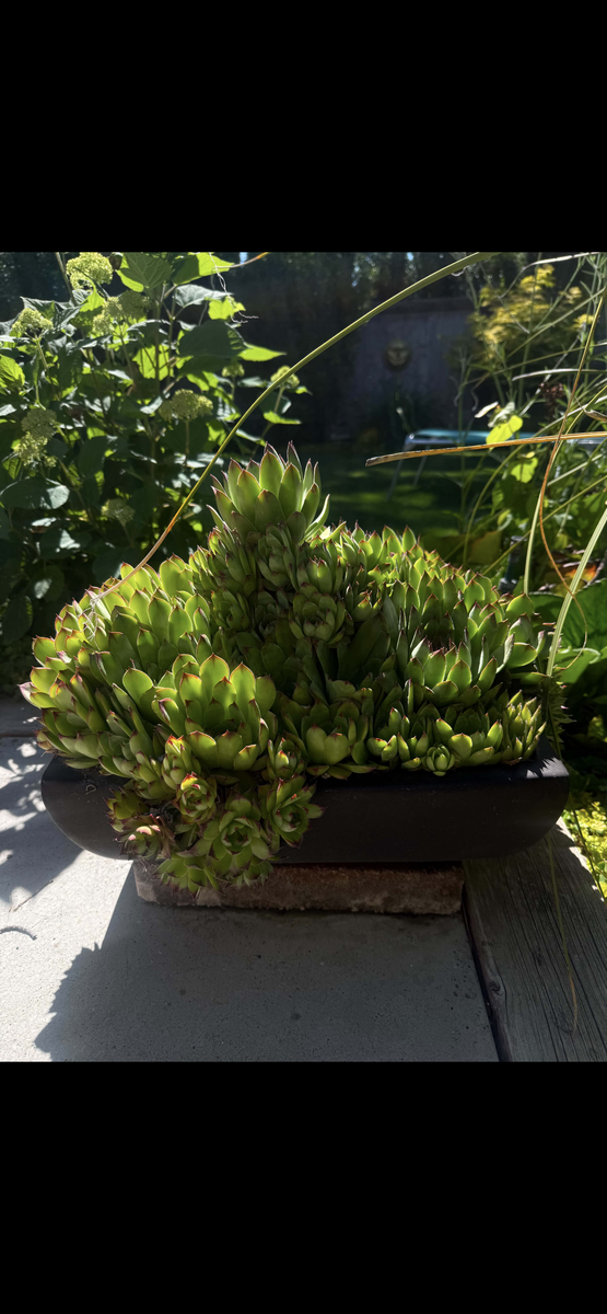 Vietnamese Pottery Planter with Mature Hens & Chicks – $159