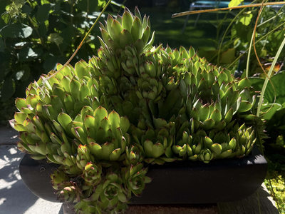 Vietnamese Pottery Planter with Mature Hens & Chicks – $159
