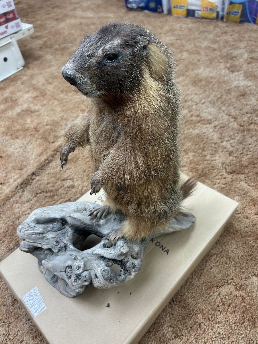 Ground Hog/ Rock Chuck taxidermy mount