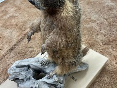 Ground Hog/ Rock Chuck taxidermy mount