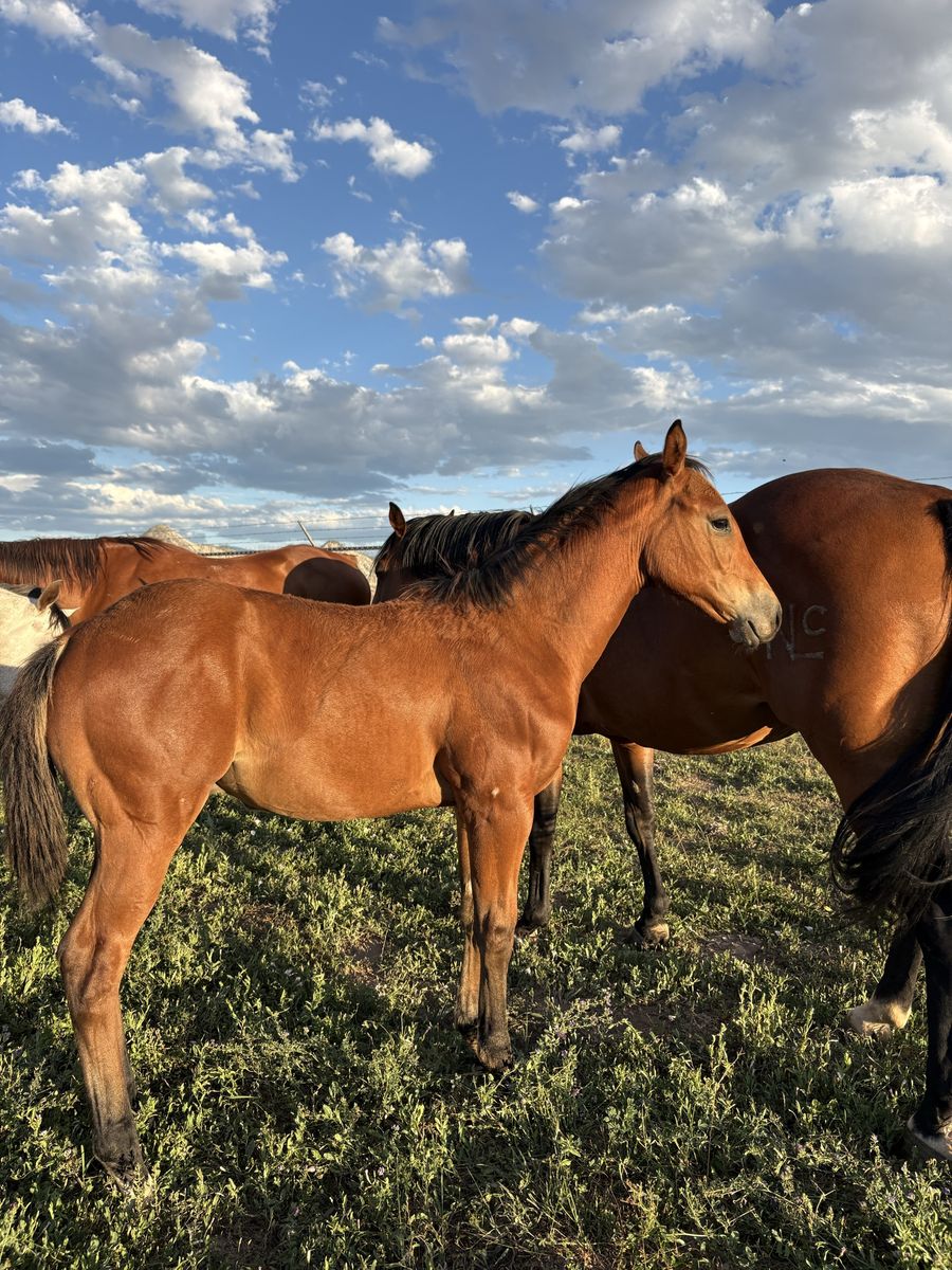 Bay Stud Colt — Mid-April Foal