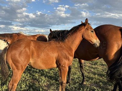 Bay Stud Colt — Mid-April Foal